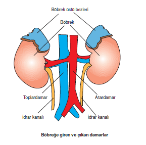 Böbrege_giren_ve_cikan_damarlar