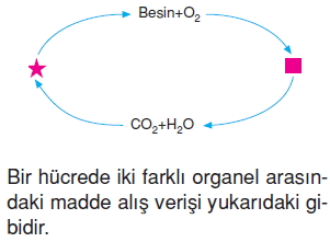 Canlilardaüremebüyümevegelismecözümlütest1001