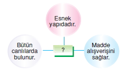 Canlilardaüremebüyümevegelismekonutesti1001