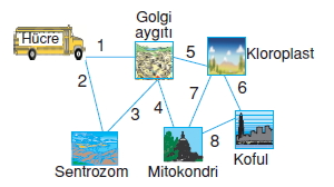 Canlilardaüremebüyümevegelismekonutesti1002