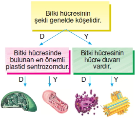 Canlilardaüremebüyümevegelismekonutesti1008