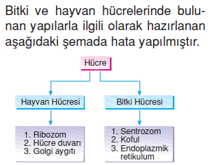 Canlilardaüremebüyümevegelismekonutesti2008