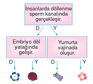 Canlilardaüremebüyümevegelismekonutesti3001