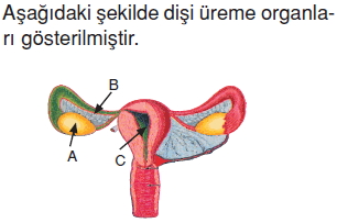 Canlilardaüremebüyümevegelismekonutesti3005