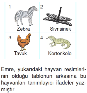 Canlilardaüremebüyümevegelismekonutesti4001