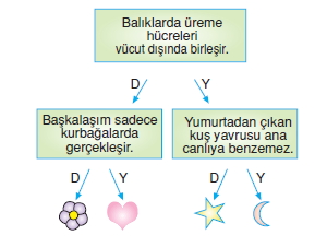 Canlilardaüremebüyümevegelismekonutesti4003