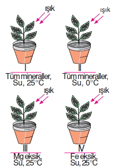 Canlilardaüremebüyümevegelismekonutesti6001