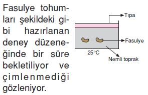 Canlilardaüremebüyümevegelismekonutesti6002