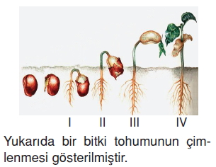 Canlilardaüremebüyümevegelismekonutesti6004