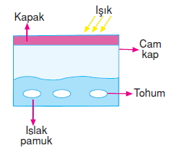 Canlilardaüremebüyümevegelismekonutesti6009