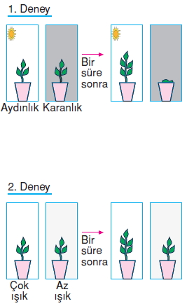 Canlilardaüremebüyümevegelismekonutesti7001