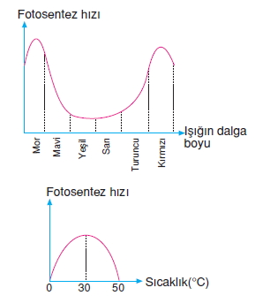 Canlilarveenerjiilişkilericözümlütest1003