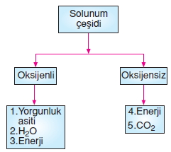 Canlilarveenerjiilişkilericözümlütest1005