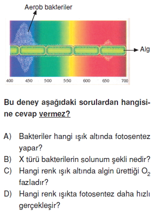 Canlilarveenerjiilişkilericözümlütest1011