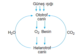 Canlilarveenerjiilişkilericözümlütest1018