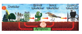 Canlilarveenerjiilişkilerikonutesti4004