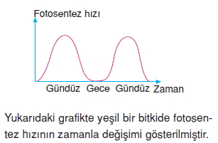 Canlilarveenerjiilişkilerikonutesti6004