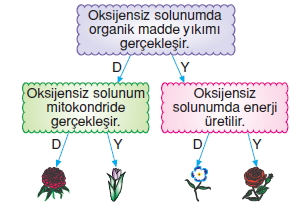 Canlilarveenerjiilişkilerikonutesti6008