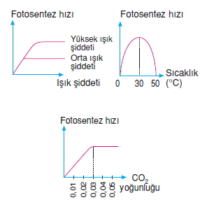 Canlilarveenerjiilişkilerikonutesti6012