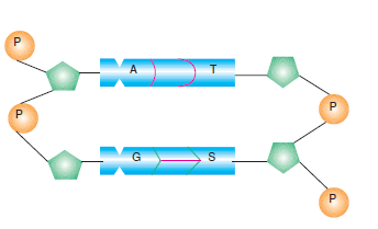 DNA