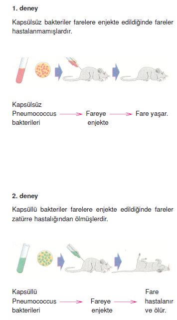 DNA_Fare_deneyi