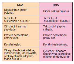 DNA_RNA_Karsilastirilmasi