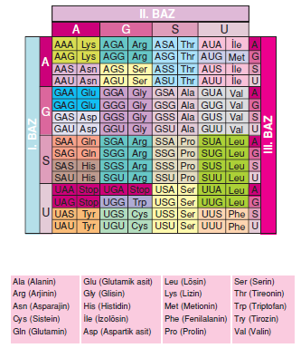 DNA_baz_dizilimleri