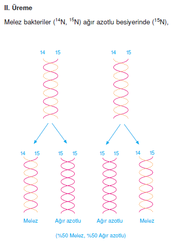 DNA_eslesmesi