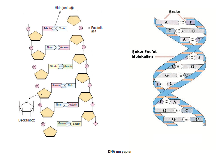 DNA_nin_yapisi