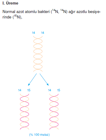 DNA_replikasyonu