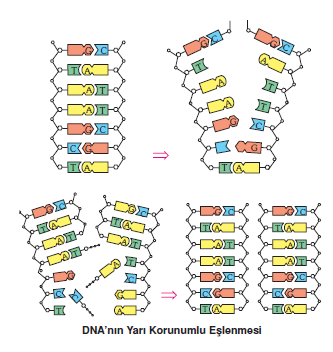 DNA'nin_yari_konumlu_eslesmesi