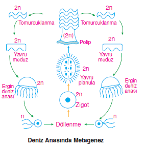 Deniz_Anasinda_Metagenez