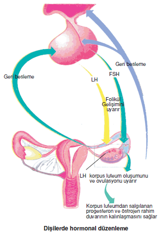 Disilerde_hormonal_duzenleme