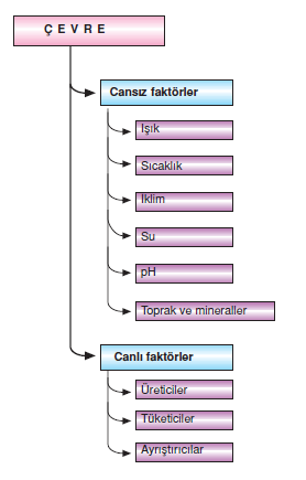 Ekolojik_Faktorler