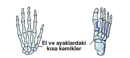 El_ve_ayak_kisa_kemekleri