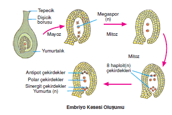 Embriyo_Kesesi_Olusumu