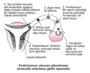 Embriyonun_uterusa_gomulmesi