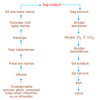 Emilen_Besilenlerin_Kalbe_Tasinmasi