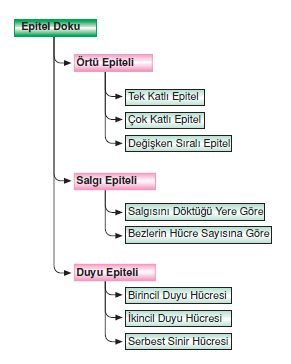 Membran örtü