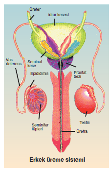 Erkek_üreme_sistemi