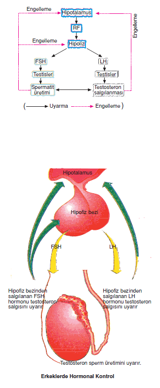 Erkeklerde_Hormonal_Kontrol