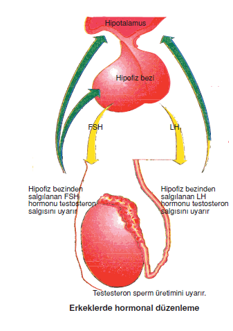 Erkeklerde_hormonal_düzenleme