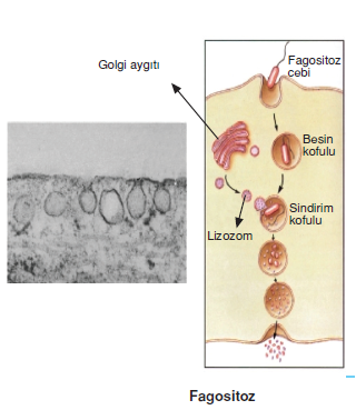 Fagositoz