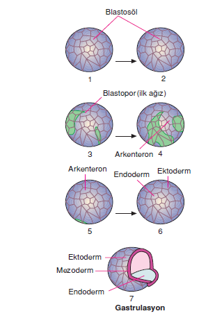 Gastrulasyon