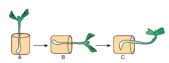 Geotropizma