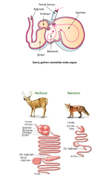 Gevis_getiren_memelide_mide_yapisi