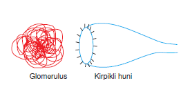 Glomerulus