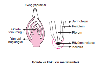 Govde_ve_kok_ucu_meristemleri