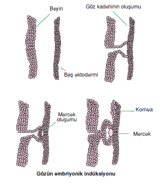 Gozun_embriyonik_induksiyonu
