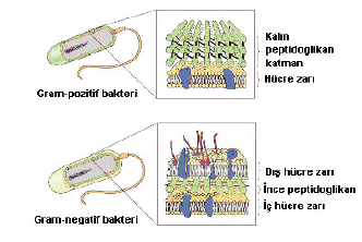 Gram_Pozitif_Bakteriler